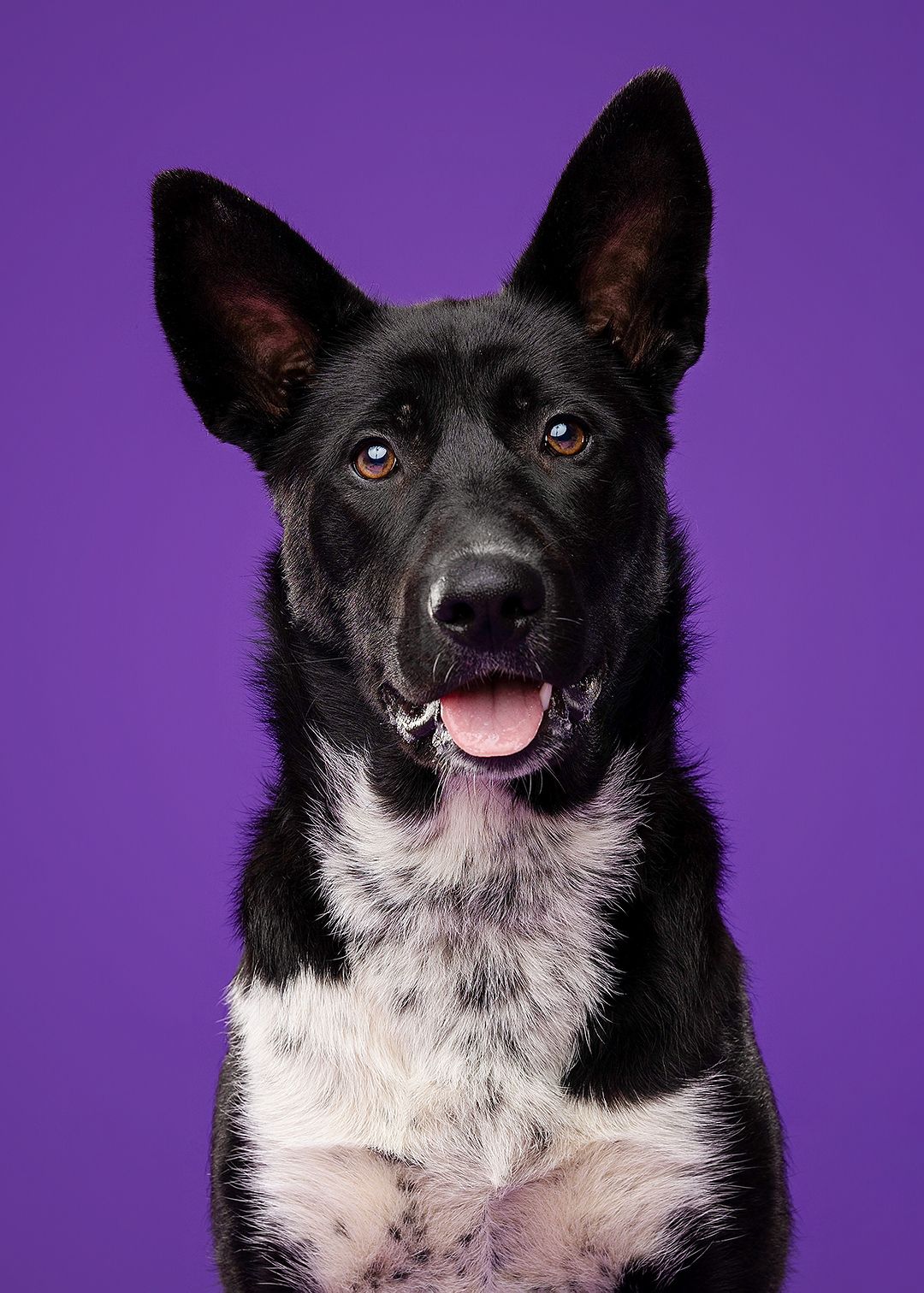 Black and white German Shepherd dog with bright eyes and open mouth smiling against a vibrant purple background.