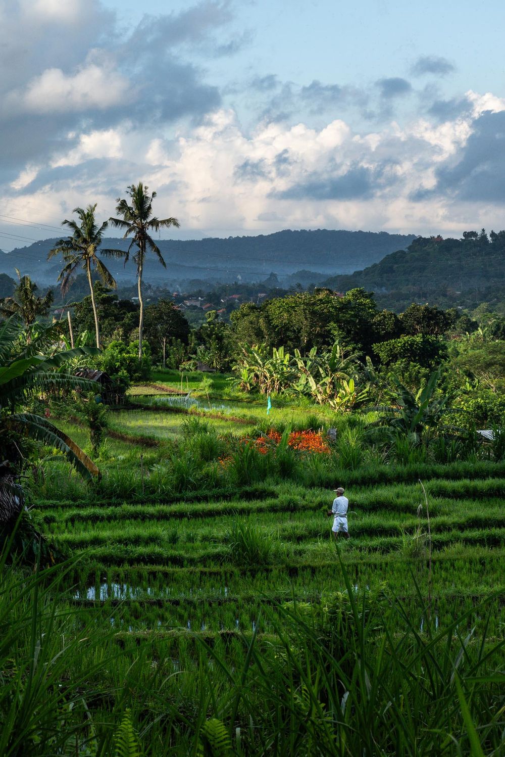 Lush green rice terraces in Bali with a lone figure, tropical palms, red flowers, and misty mountains under a cloudy sky.
