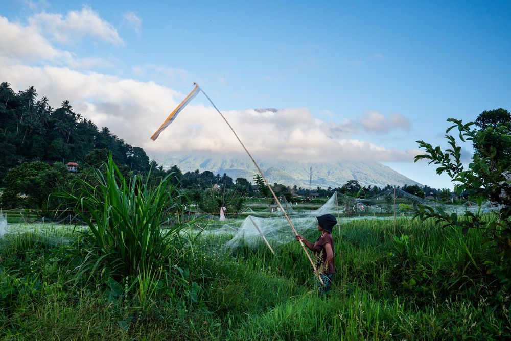 Farmer using a traditional lift net to catch fish in a lush green rice field with mountains in the background.