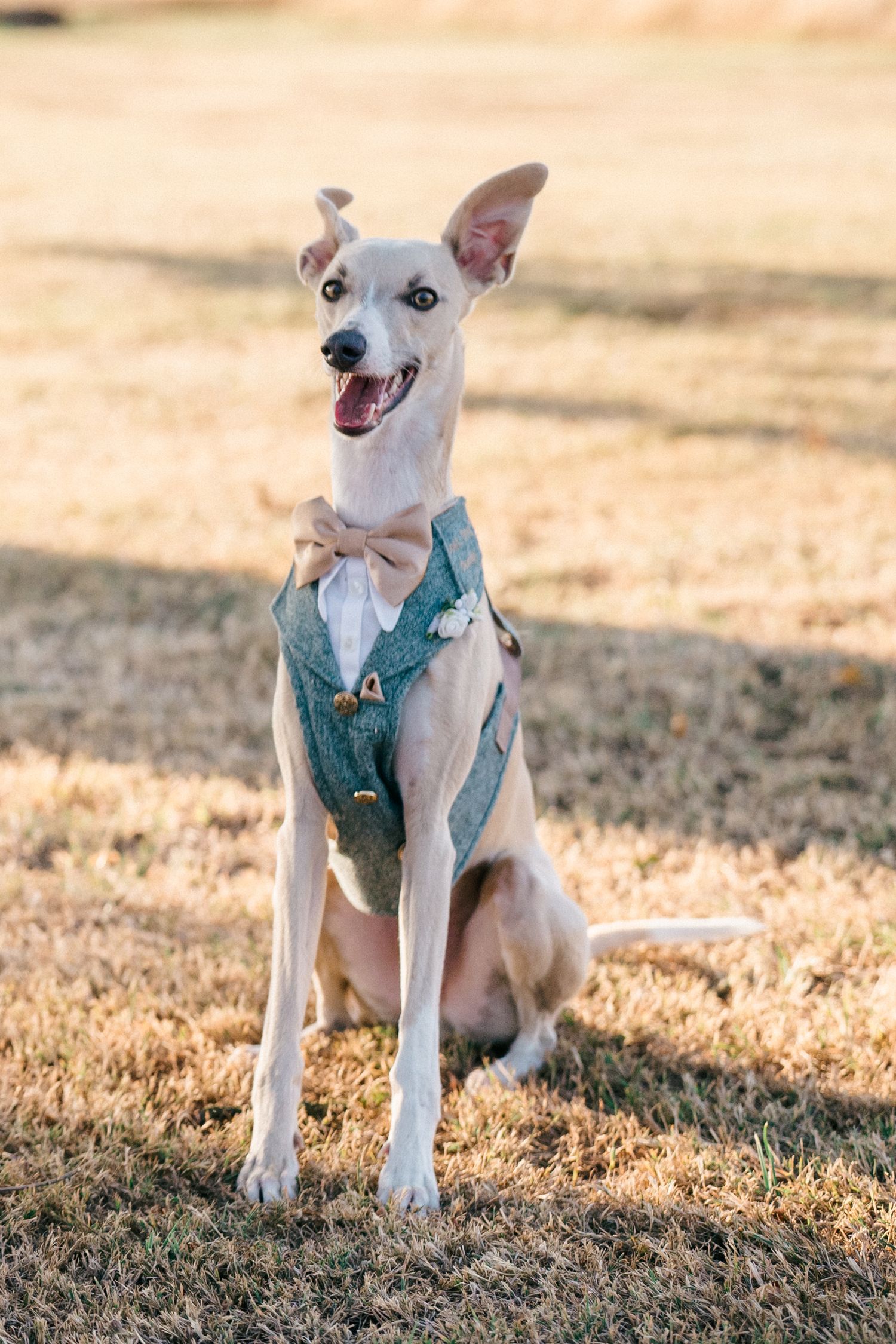 A happy whippet dog wearing a teal vest and tan bow tie sits on dry grass, dressed up for a special occasion.