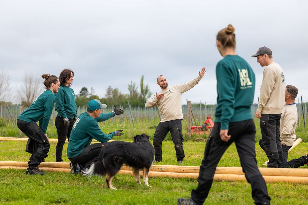 Group of people in green uniforms training with a Border Collie dog outdoors on a grassy field.