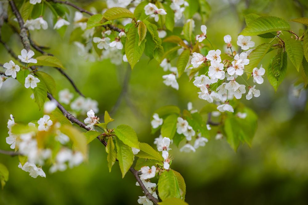 White cherry blossoms bloom among vibrant green leaves on a tree branch in spring.