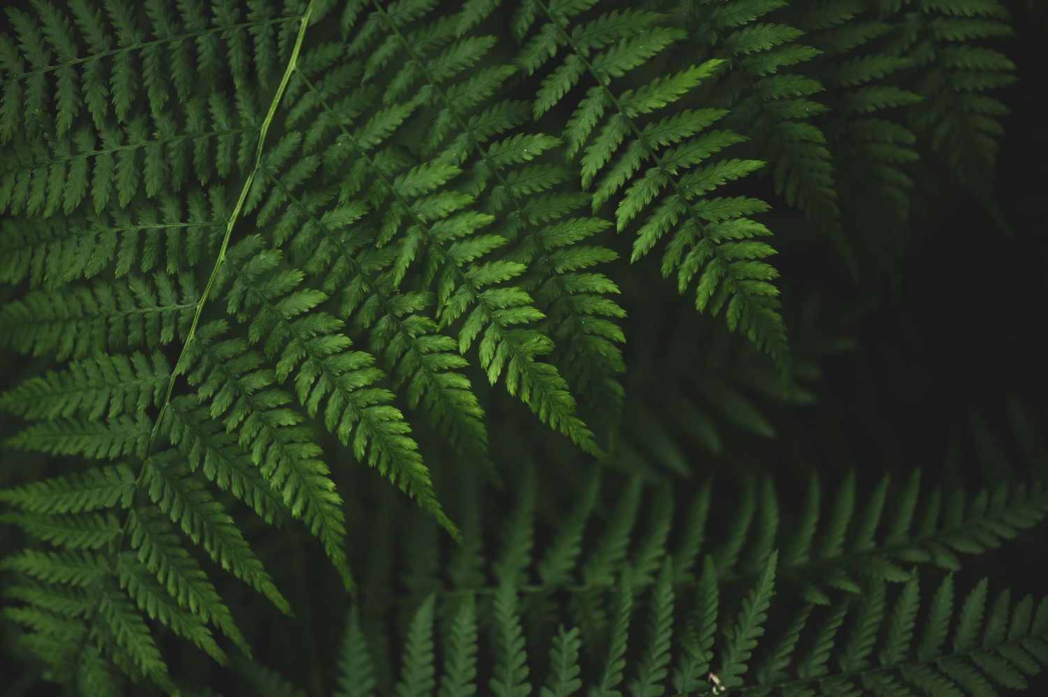 fern fronds