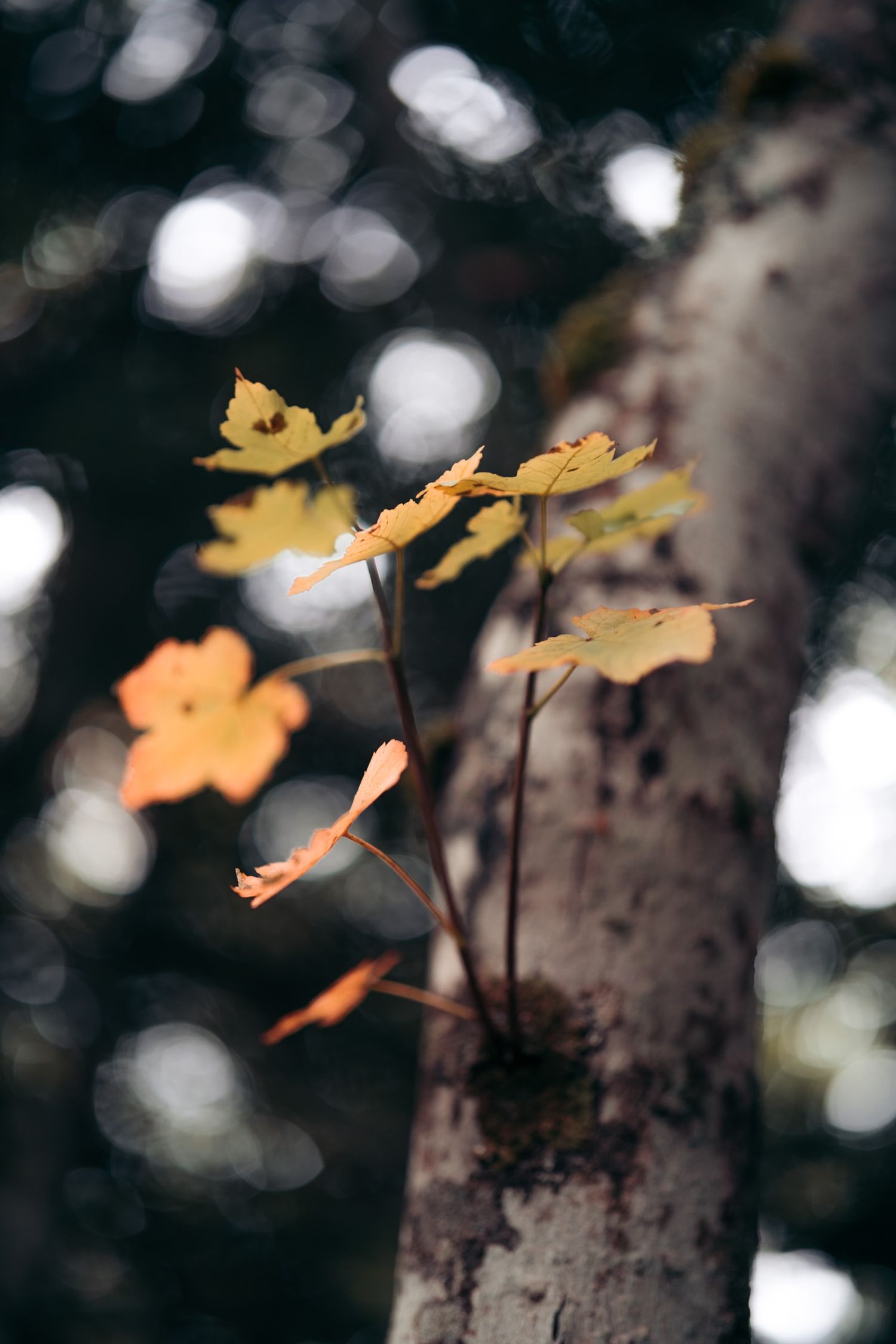 feuilles d'automne au dessus de chambéry
