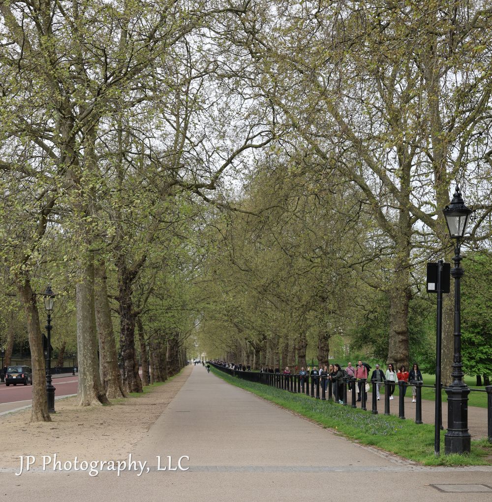 Tree-lined pathway with lampposts stretches into the distance in a serene park setting.