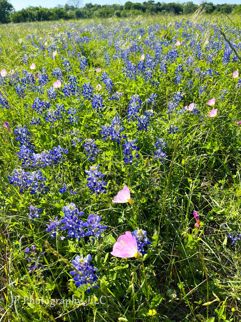 Vibrant bluebonnets and pink wildflowers bloom in a Texas field on a sunny spring day.