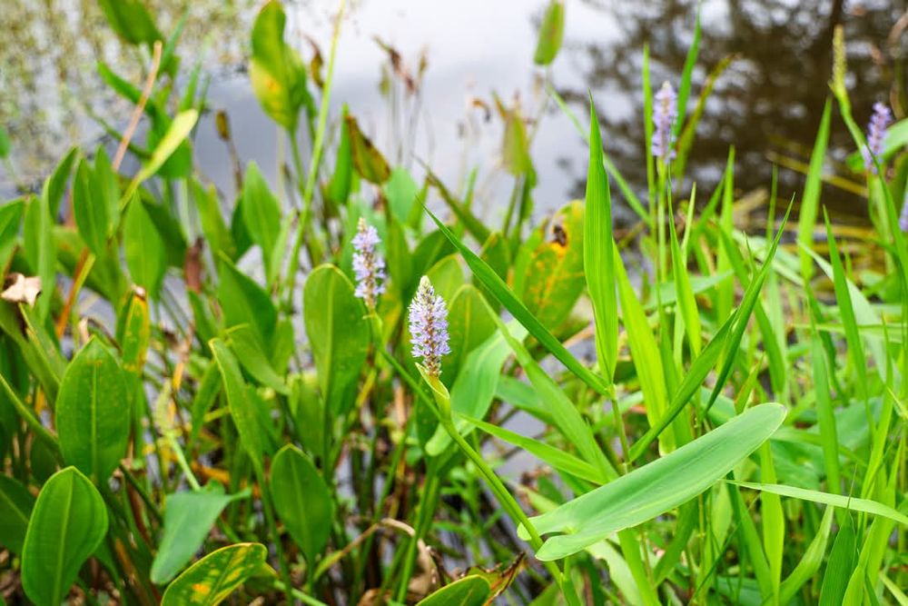 Close-up of fresh green plants and delicate white wildflowers growing in spring.