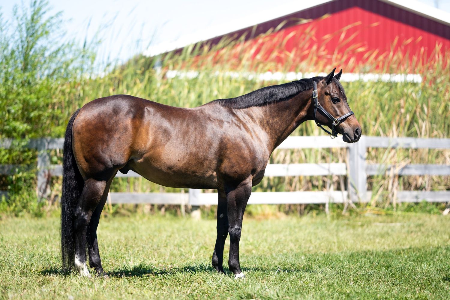 A bay horse standing in profile on grass with a red barn and white fence in the background.