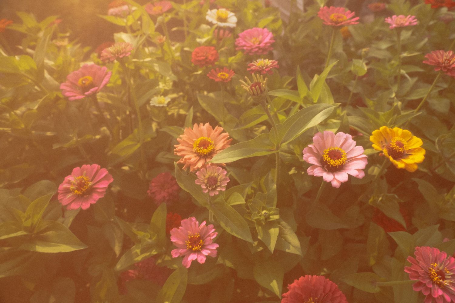 Dreamy closeup of pink and yellow zinnias in garden with soft sunlit glow.