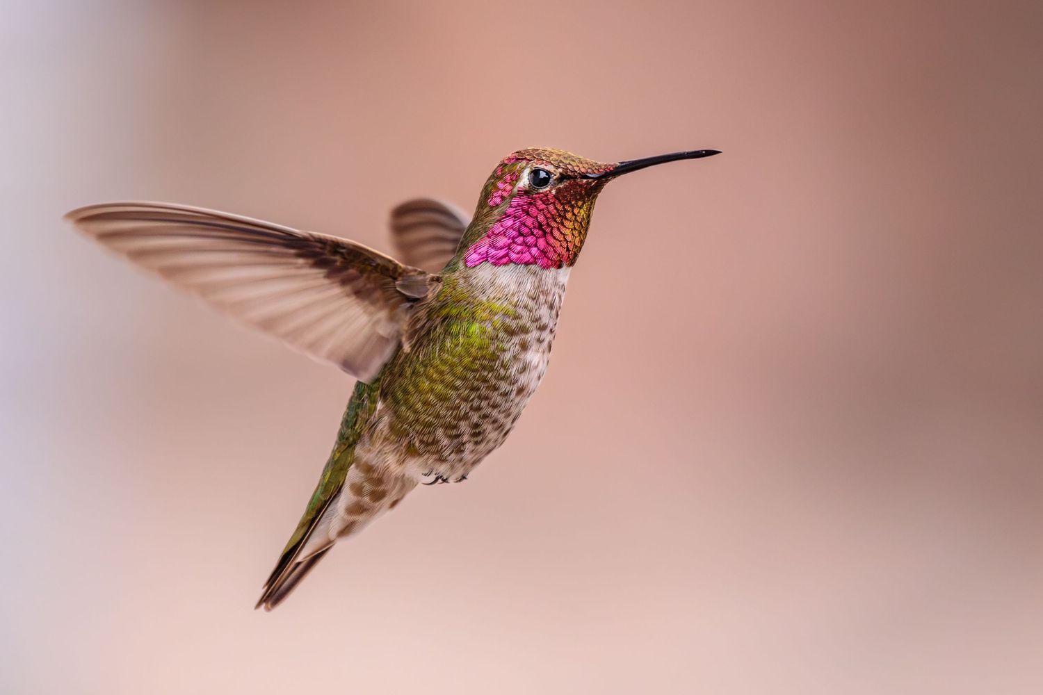 Anna's Hummingbird in front of a pink wall. Photographed near Wickenburg, Arizona.