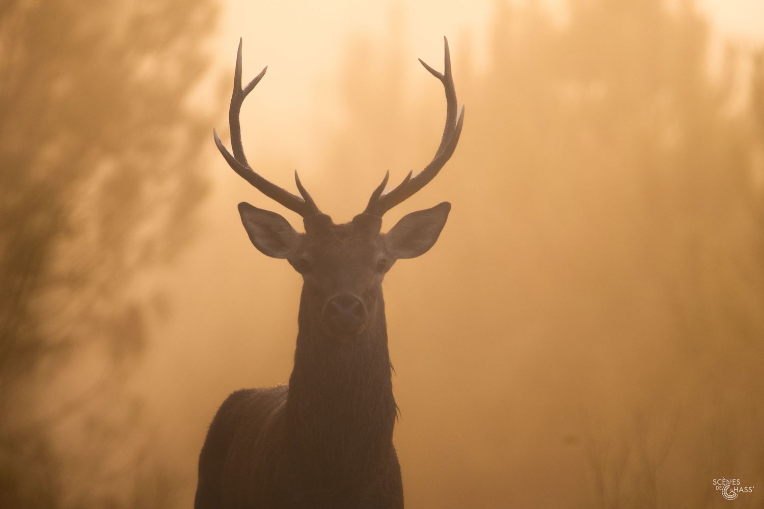 Photo d'un cerf en période de brame réalisée par Scènes de Chass', photographe spécialisé dans la chasse et la nature.
