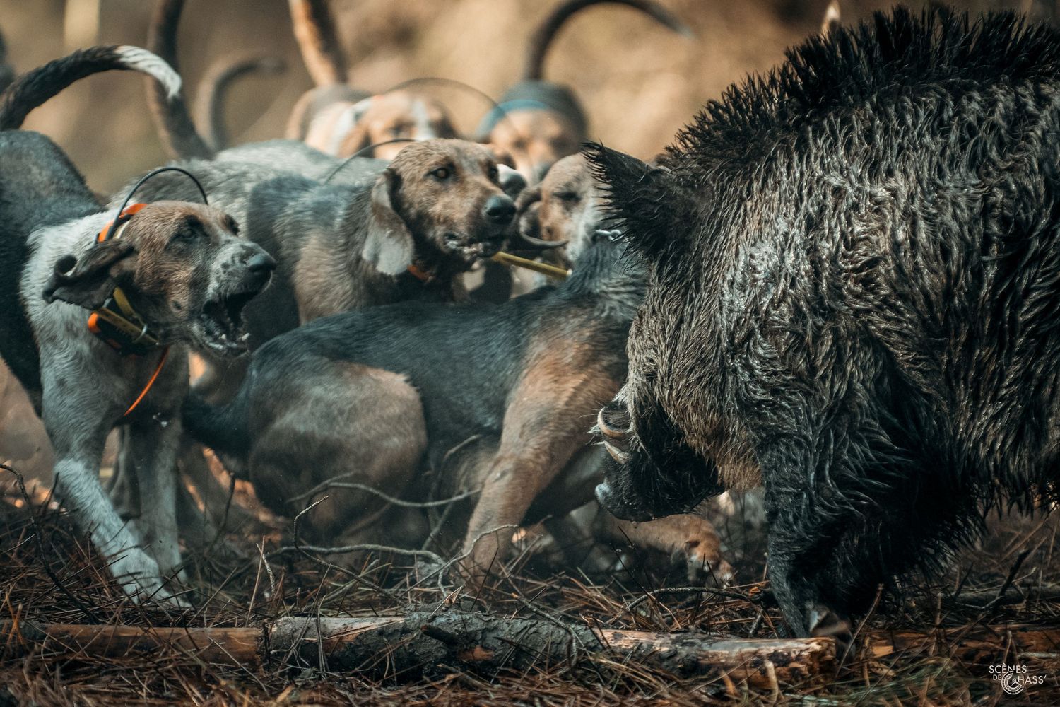 Sanglier au ferme