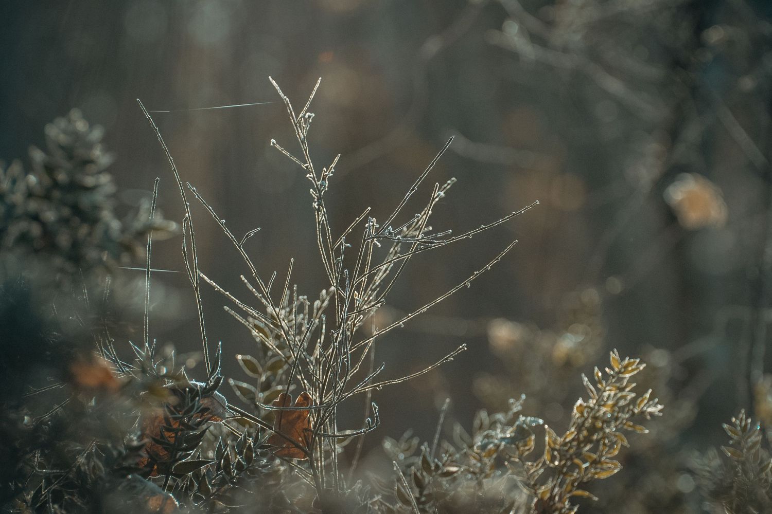 Nature un matin d'hiver aux premiers rayons de soleil