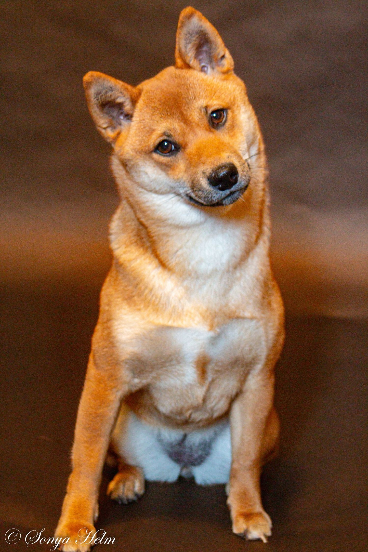 Portrait of alert Shiba Inu dog showing characteristic fox-like features and cream colored chest.