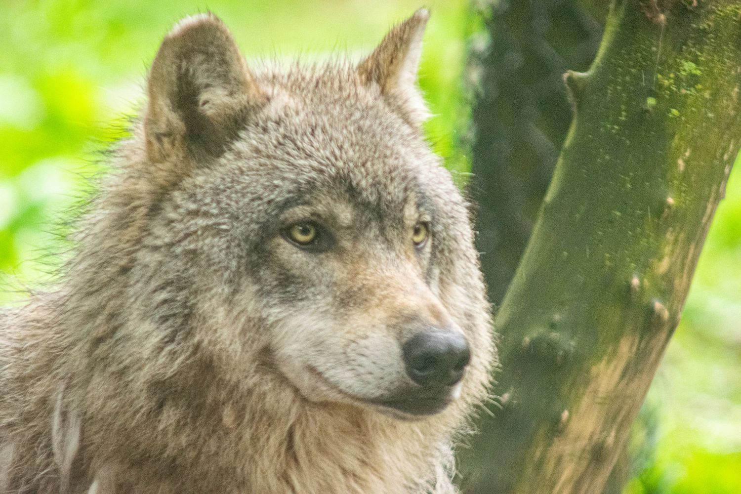 Close-up portrait of a gray wolf with intense eyes against blurred green background.