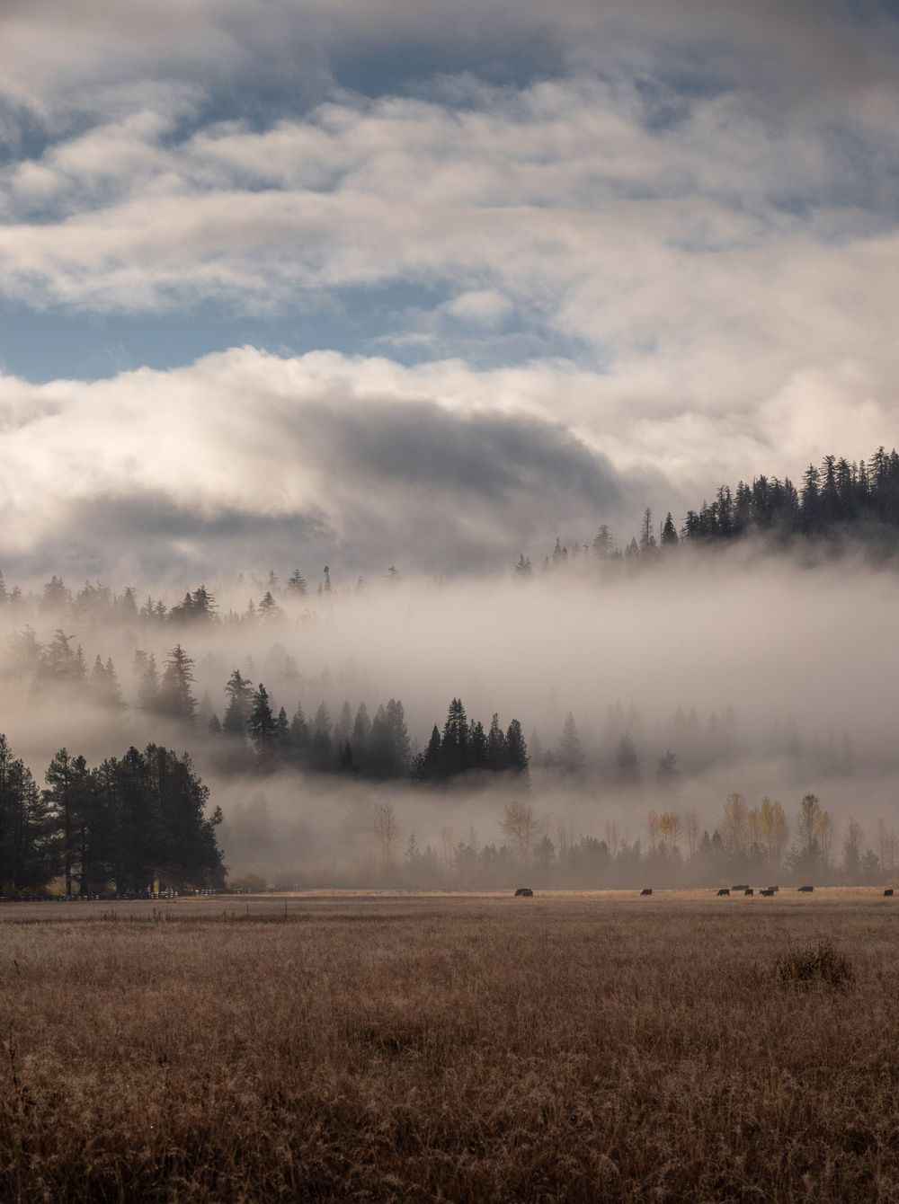Layers of morning fog roll through mountain valley with evergreen forest and golden meadow.