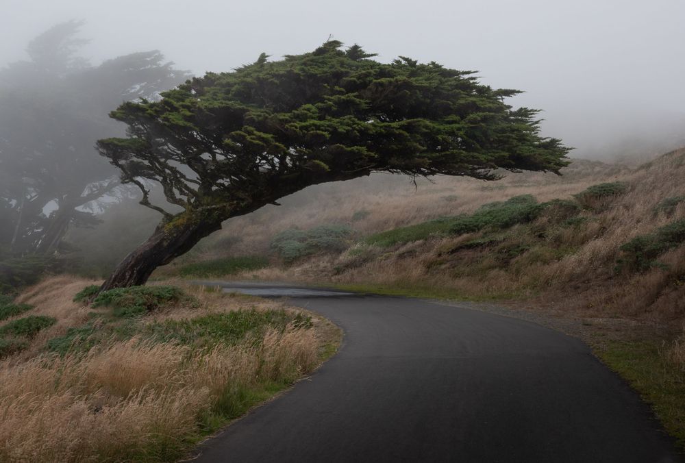 A windswept cypress tree leans over a winding coastal road in foggy conditions.