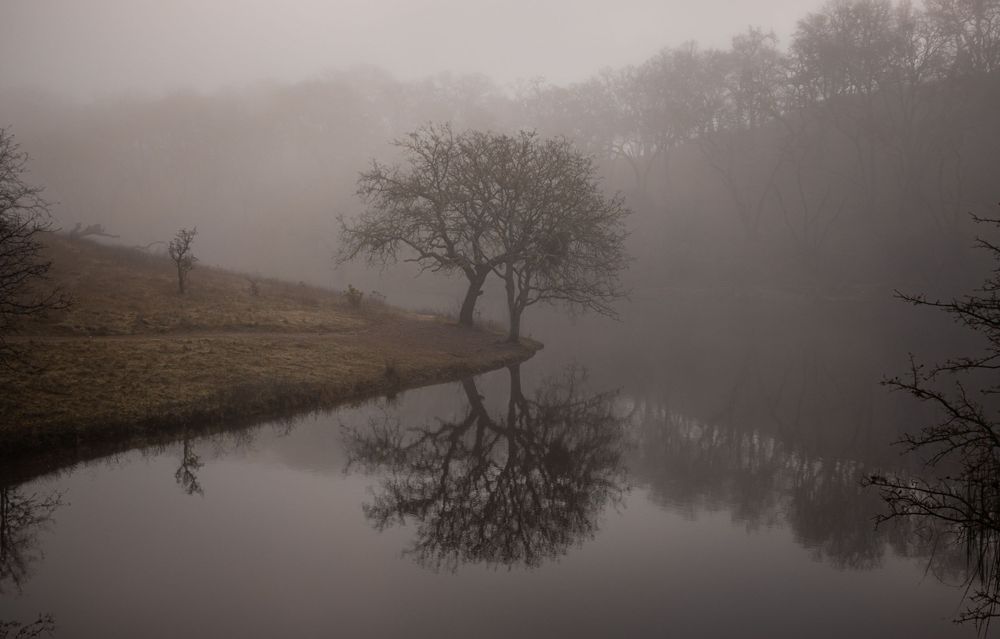 Bare tree reflected perfectly in still pond on misty morning.