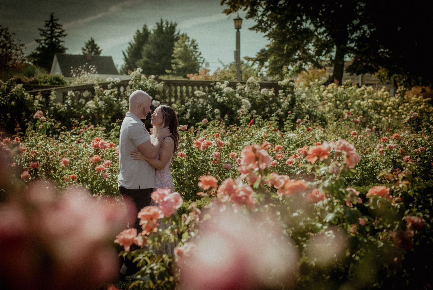 A couple embraces in a lush garden filled with blooming pink roses on a sunny summer day.
