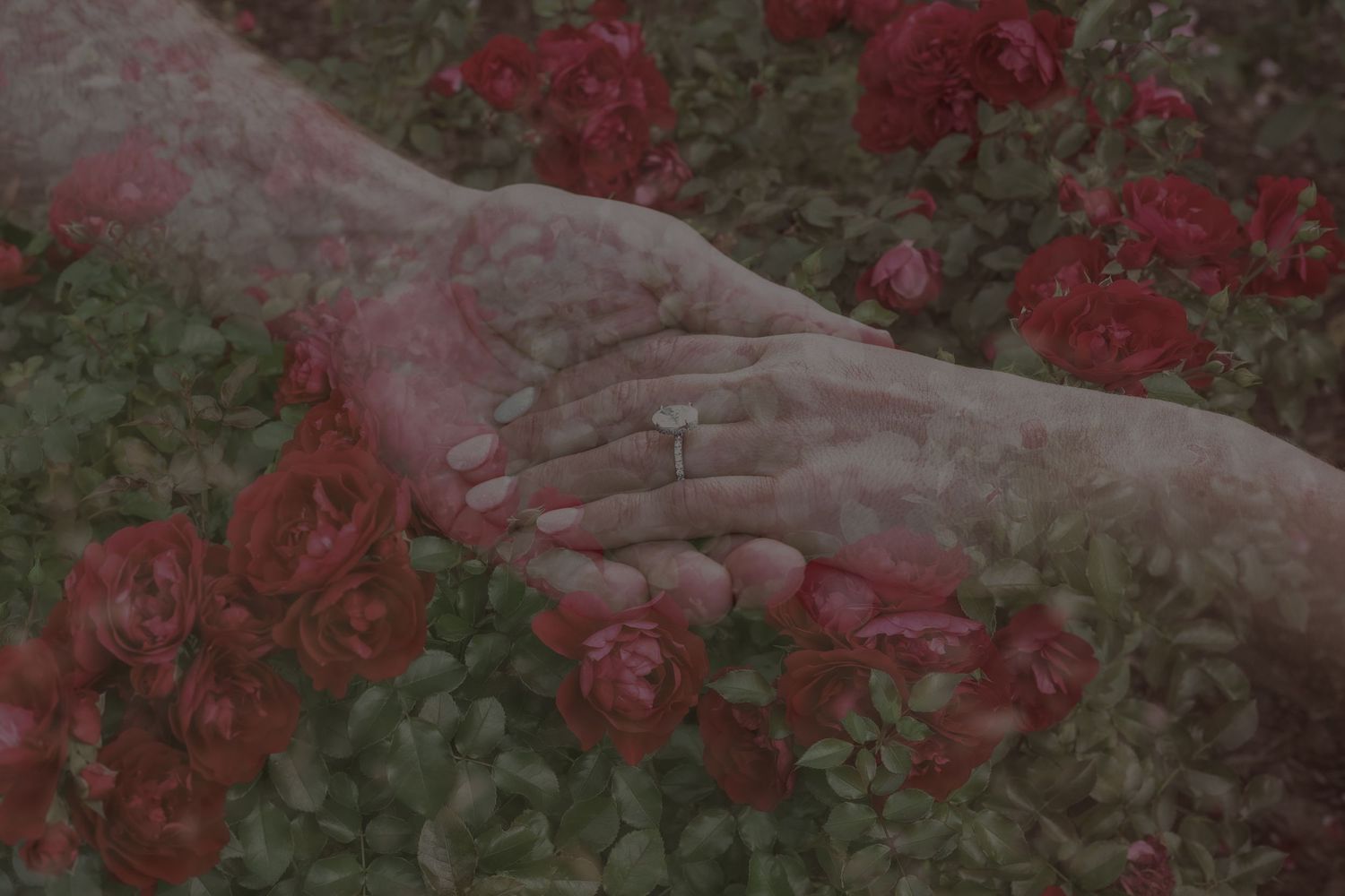 Red roses bloom against a textured stone or concrete wall creating a romantic garden scene.