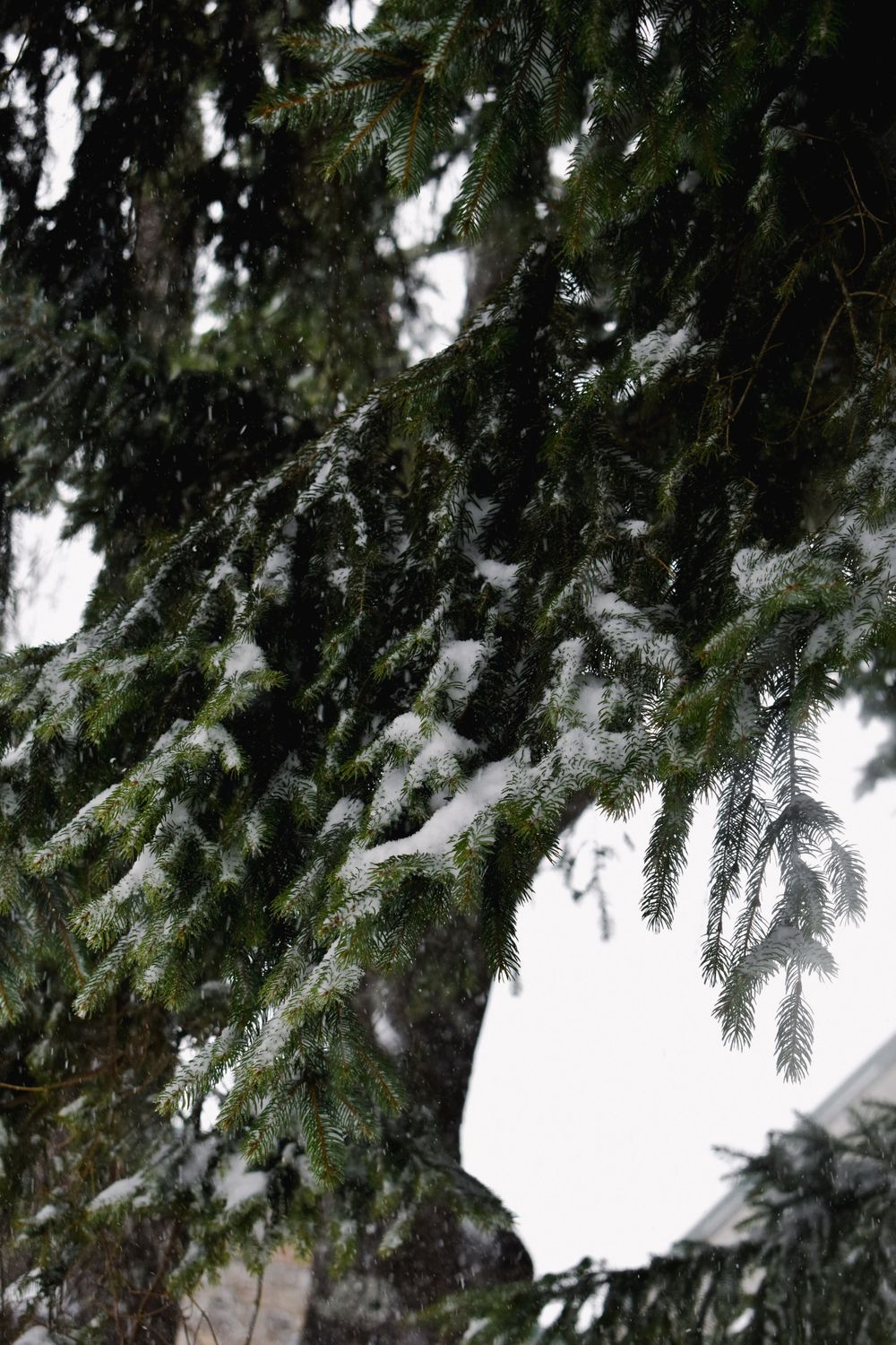 Snowy Tree Landscape Photography in Boone, NC