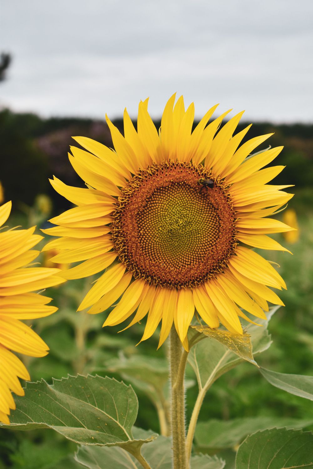 Sunflowers at Dorothea Dix Park in Raleigh, NC
