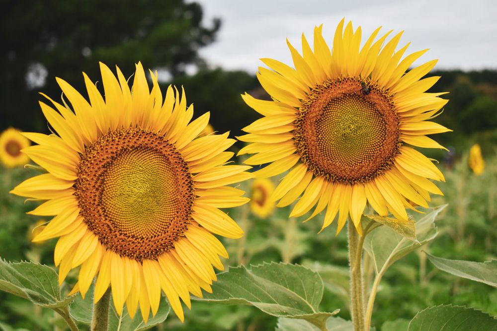 Sunflowers at Dorothea Dix Park in Raleigh, NC