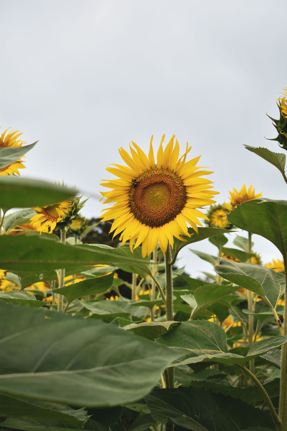 Sunflowers at Dorothea Dix Park in Raleigh, NC