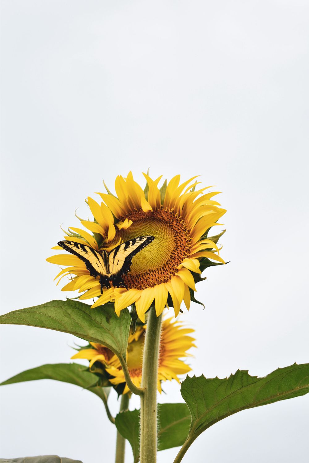 Sunflowers at Dorothea Dix Park in Raleigh, NC