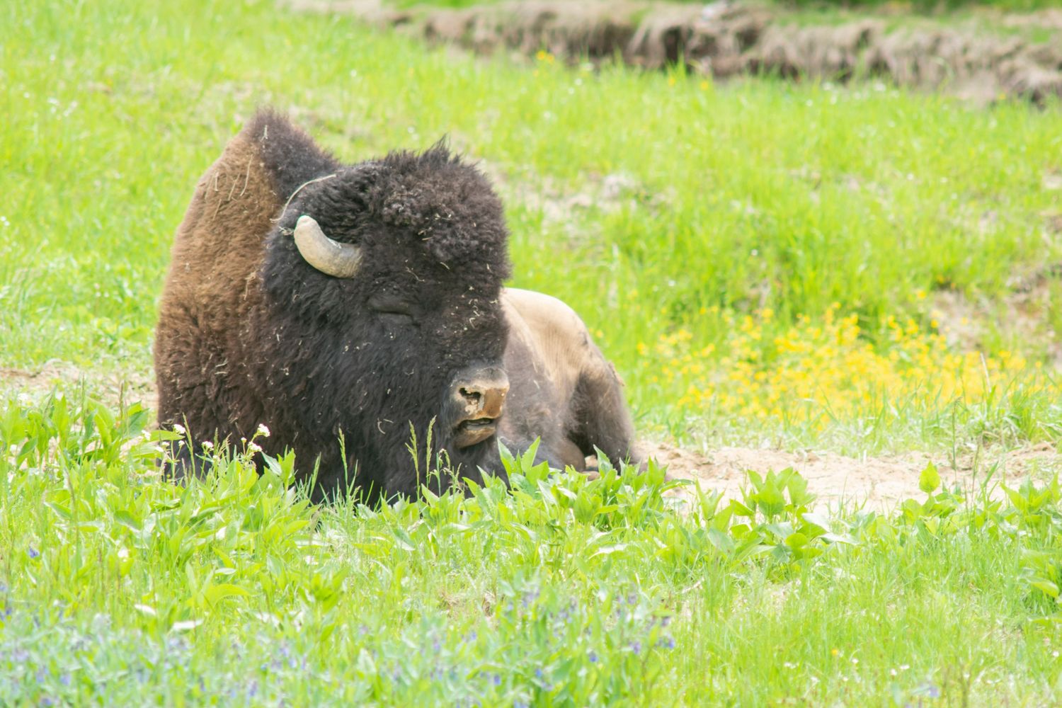 Large bison resting in green grass field at Yellowstone National Park.