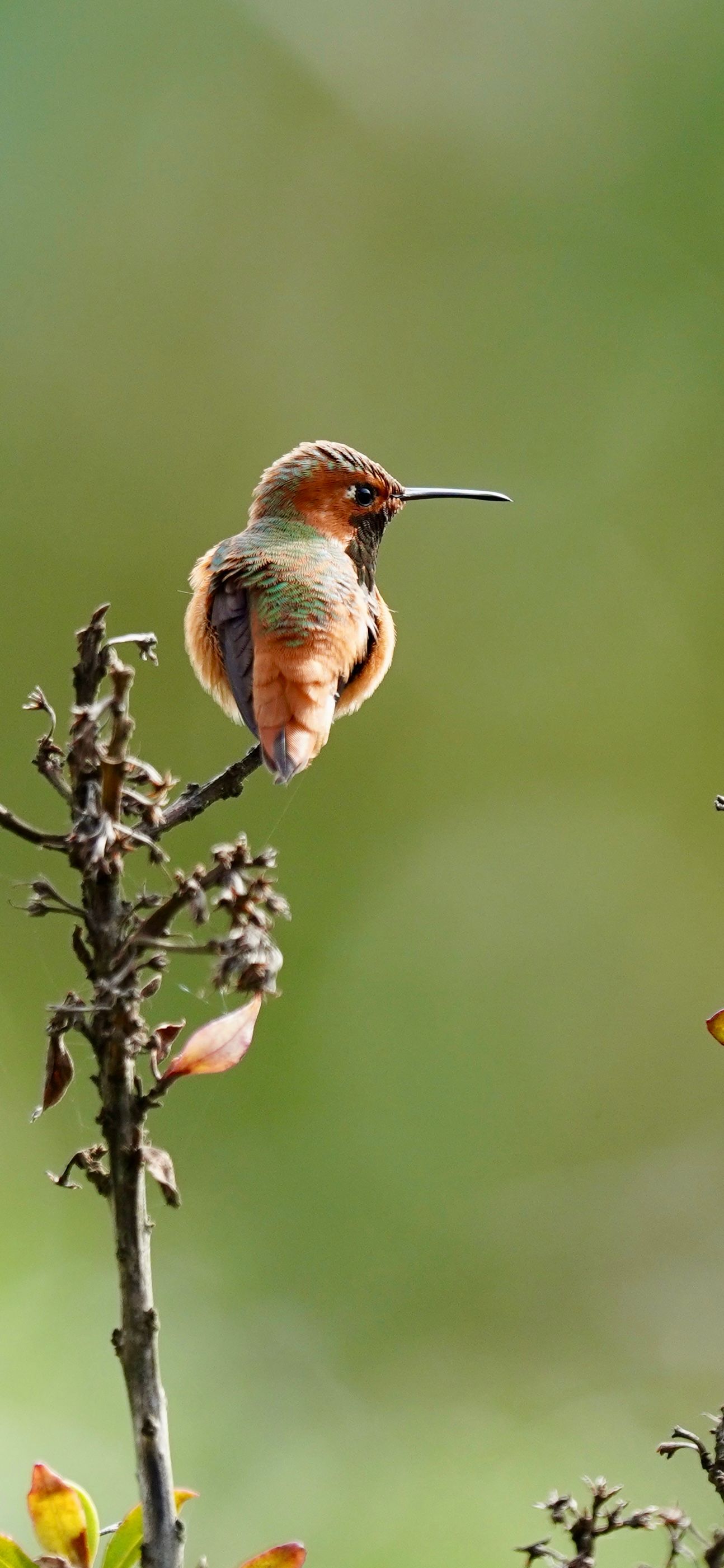 Close-up of a Rufous hummingbird perched, showcasing its vibrant orange feathers and shimmering iridescent throat against a soft natural