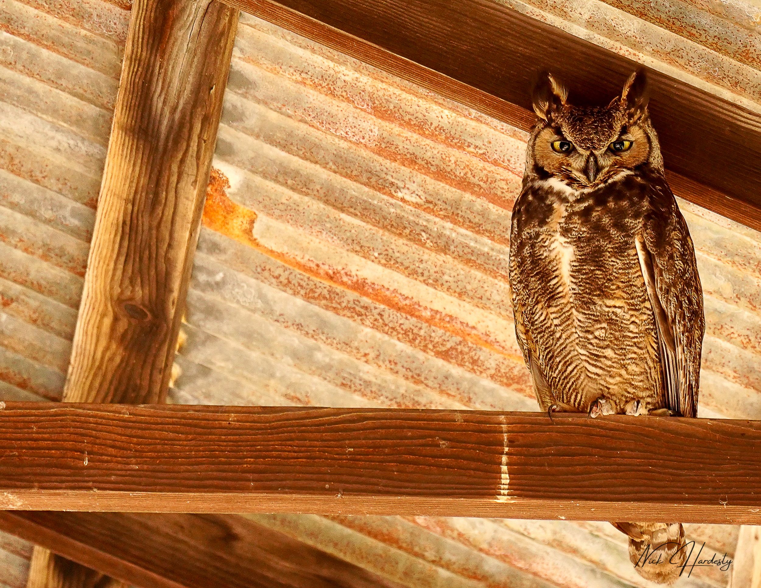 Great horned owl in Ventura perched