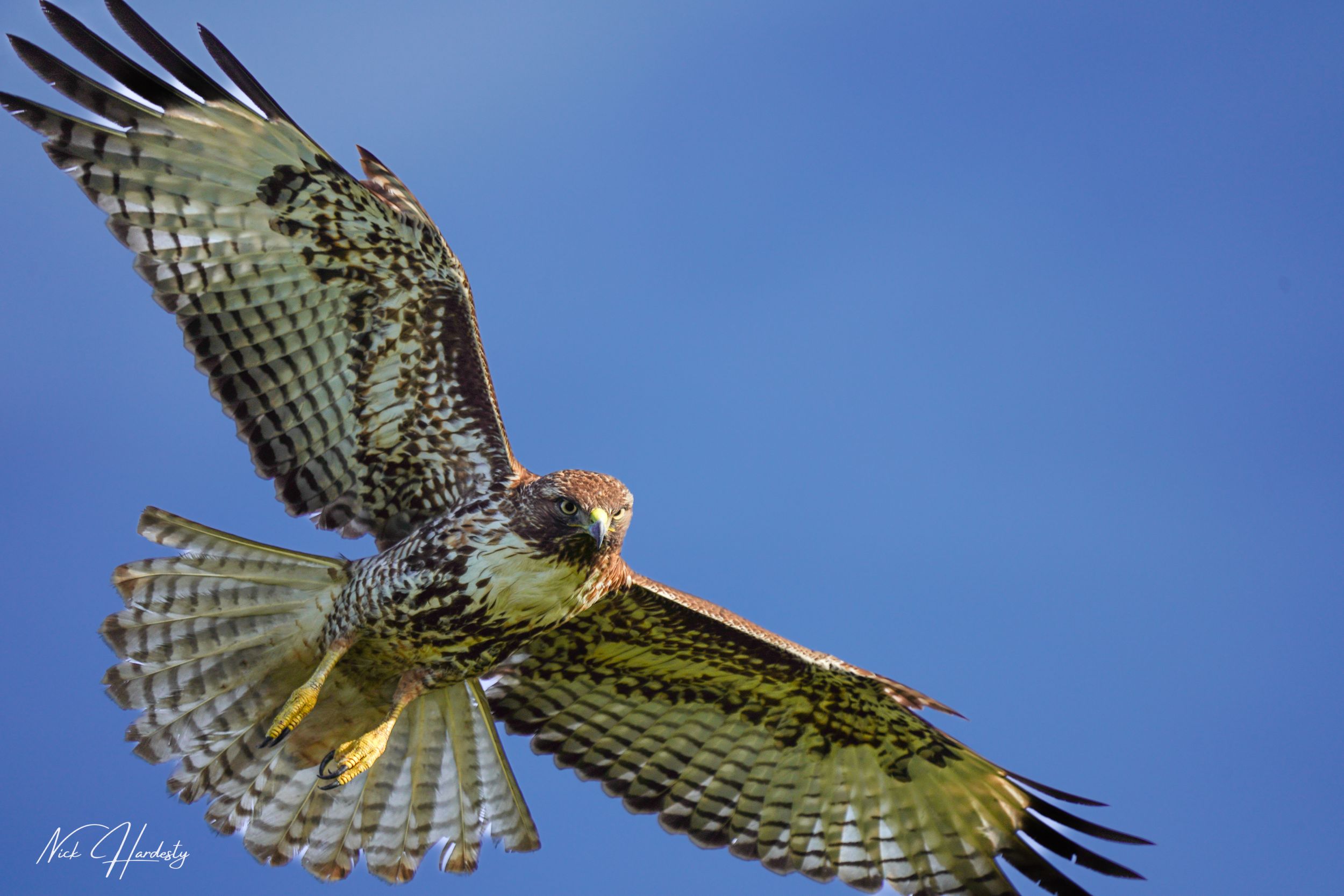 Close-up of a red-tailed hawk in flight, wings spread wide, eyes focused intently as it swoops down to catch prey