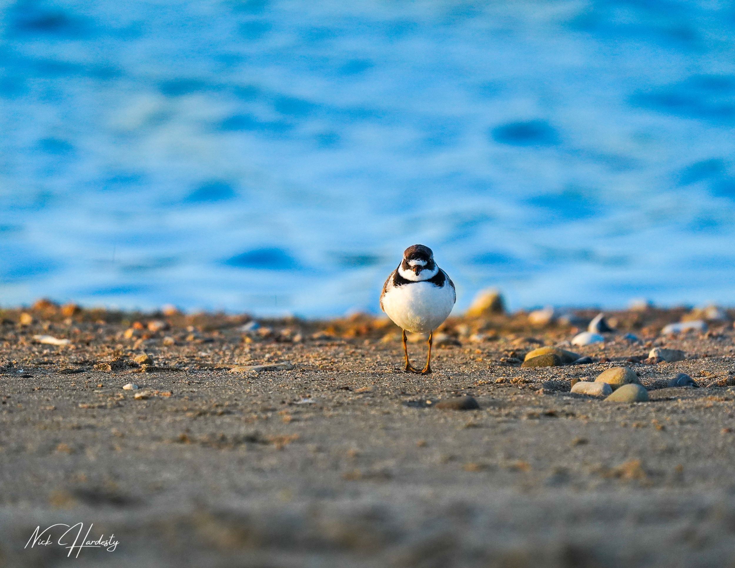 Small sea bird with gray and white feathers gracefully flying low over the ocean near Ventura coastline under soft natural light.