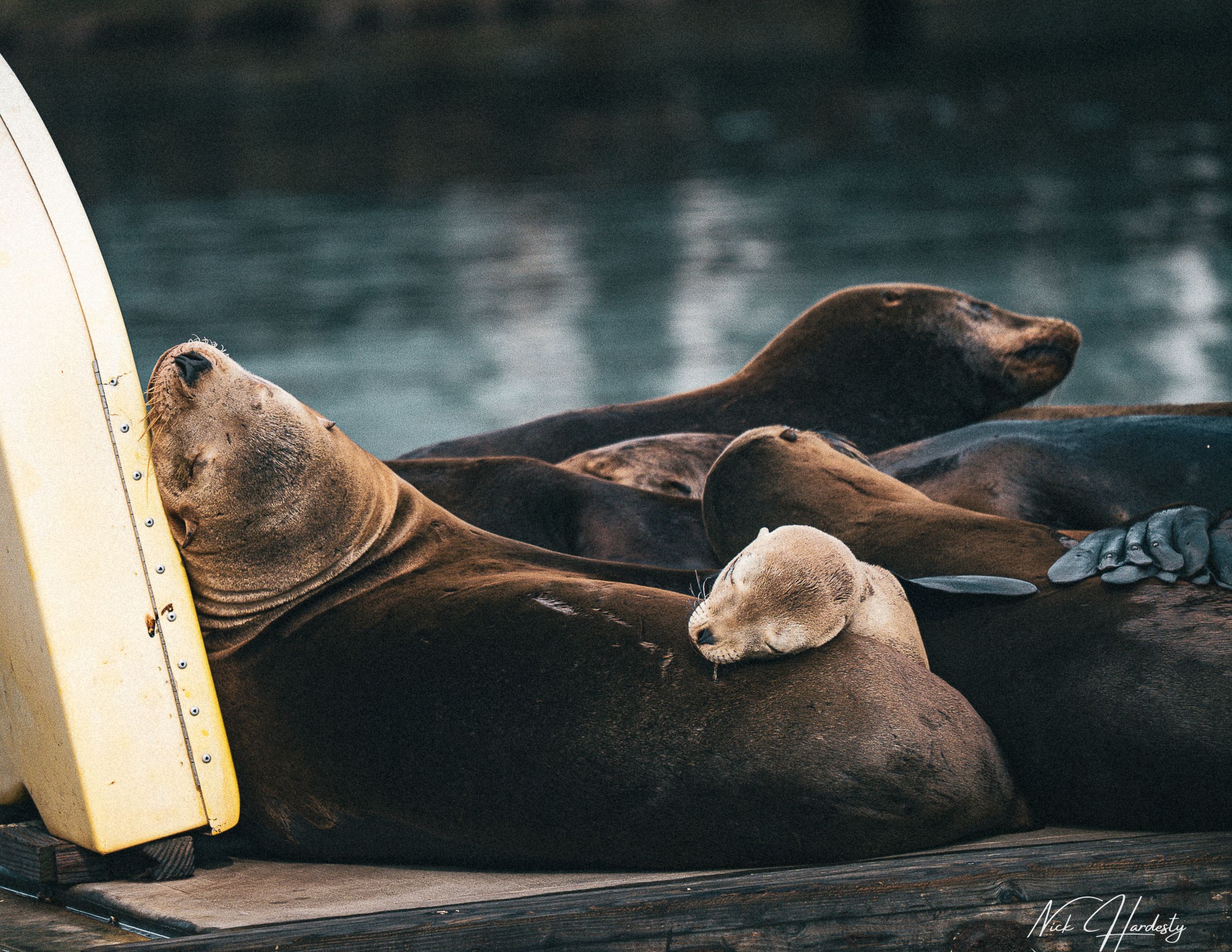 Seals resting on a dock in Ventura, California, with adult seals and playful baby seals lounging together under soft sunlight