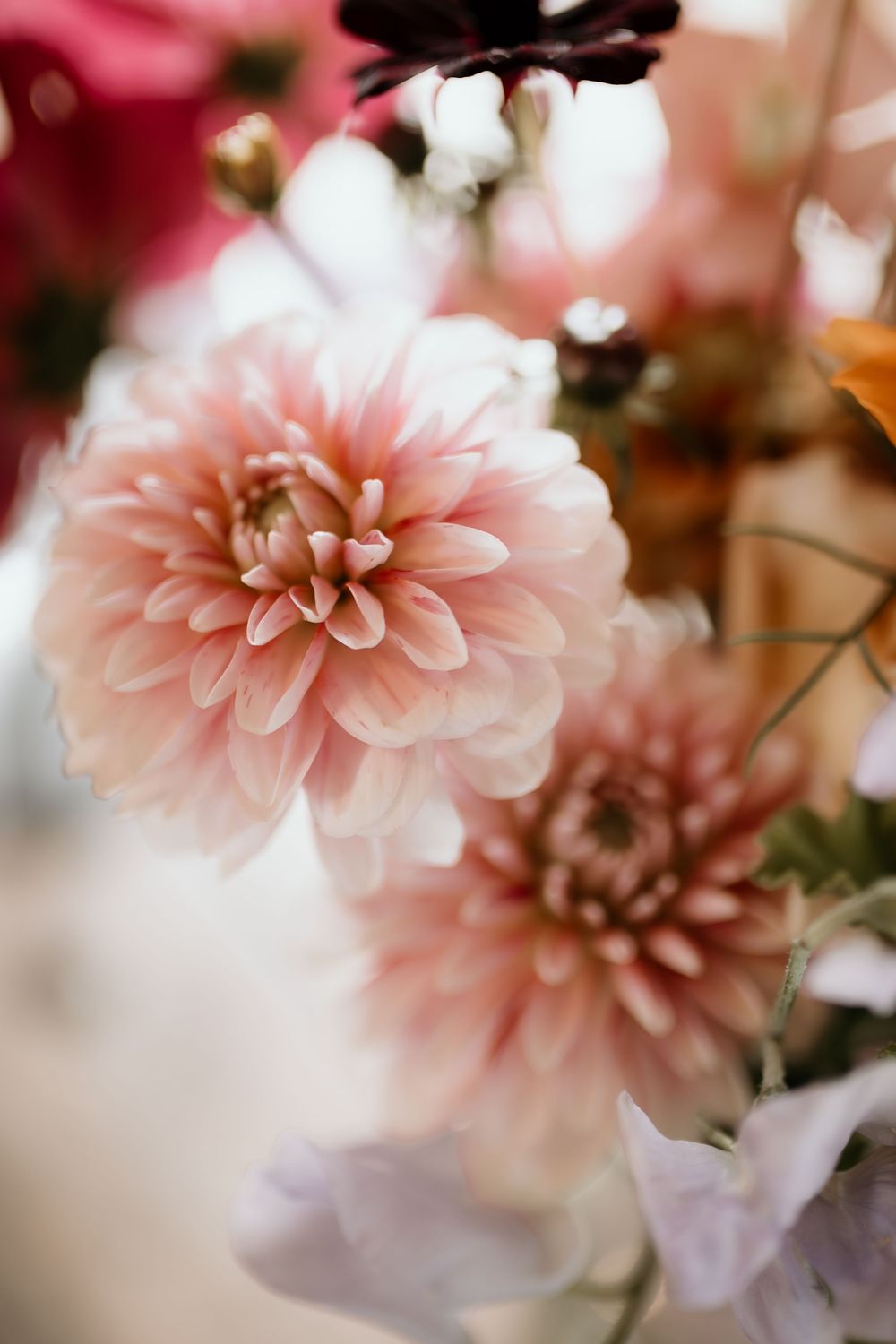 Soft pink dahlia flowers in full bloom with delicate petals creating a romantic and dreamy garden atmosphere.