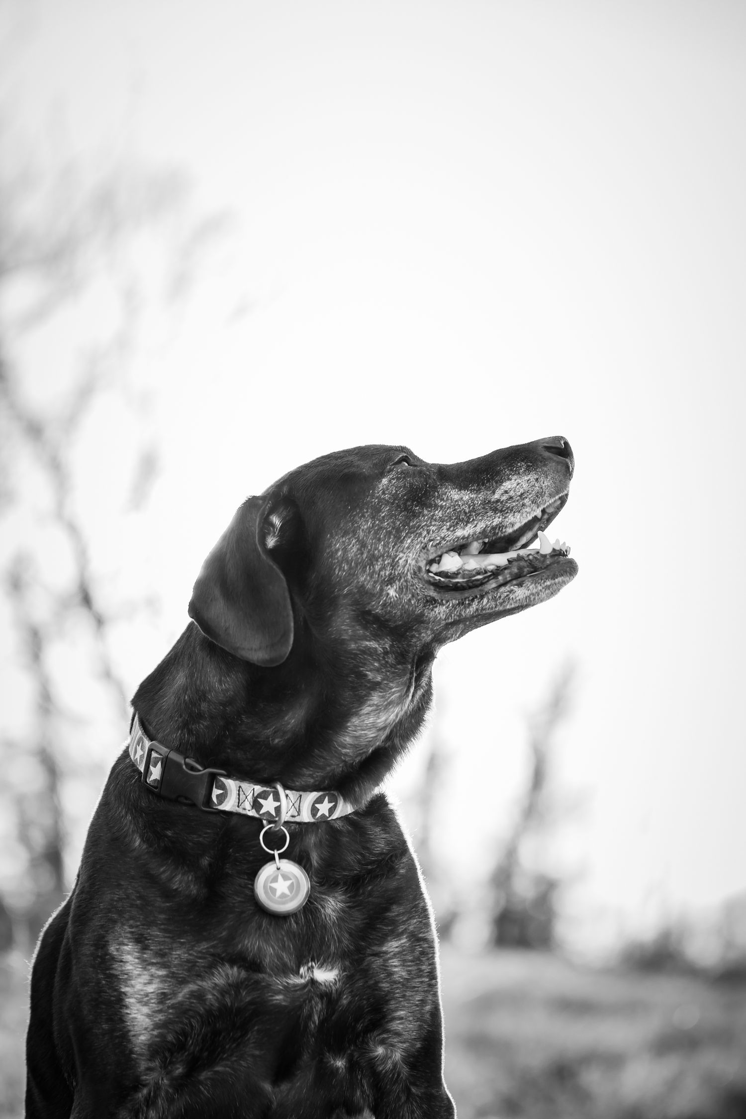 Pet mini sessions in Cypress, TX, I can’t wait to pamper your pet and create photos for you to remember forever.