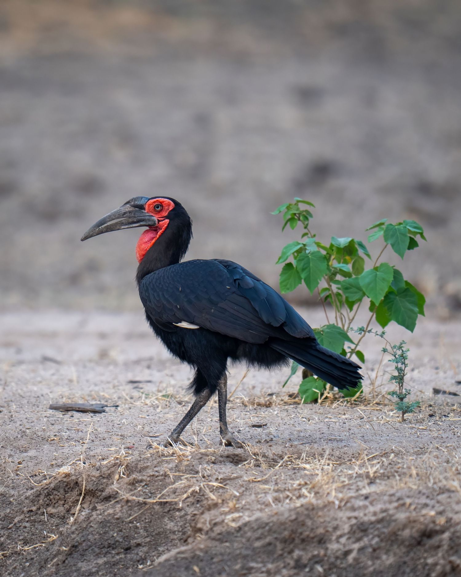 Ground hornbills with distinctive red facial features walking through dry grass.