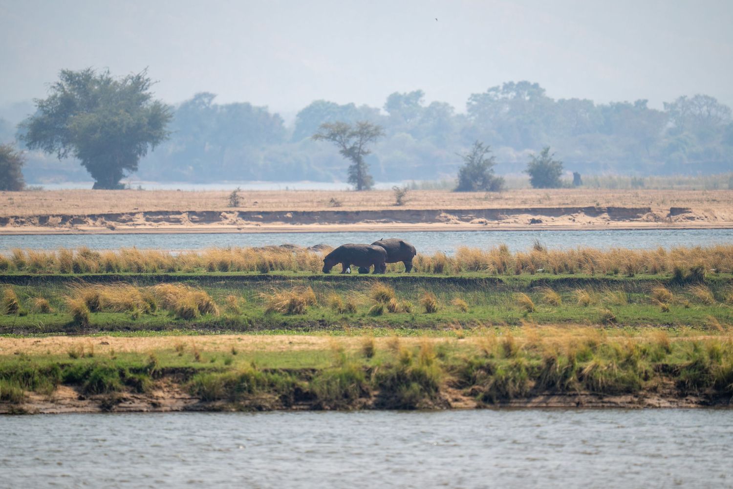 Lone hippopotamus grazing in a scenic African wetland landscape.