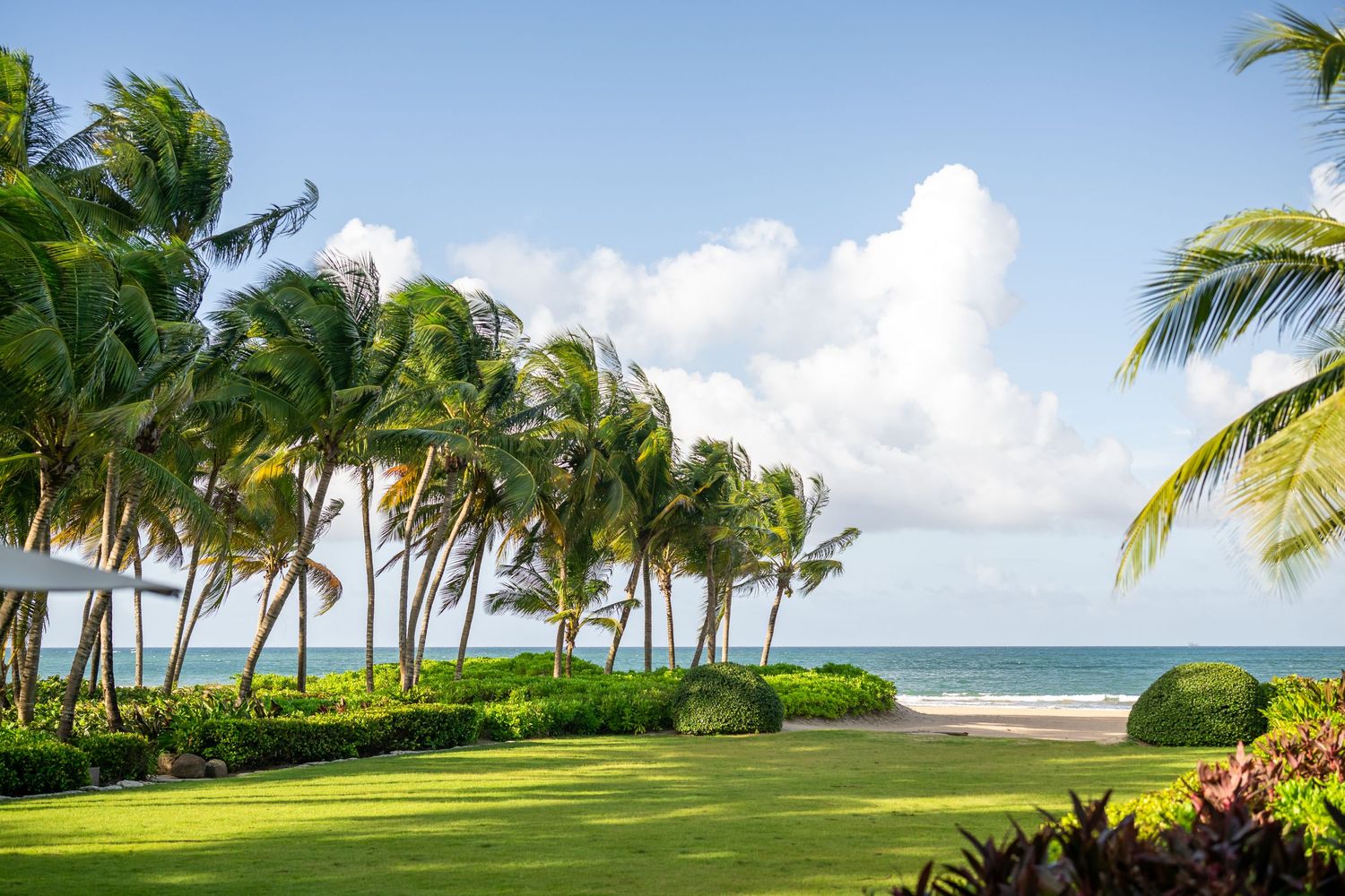 Tropical beach landscape with palm trees and pristine coastline.