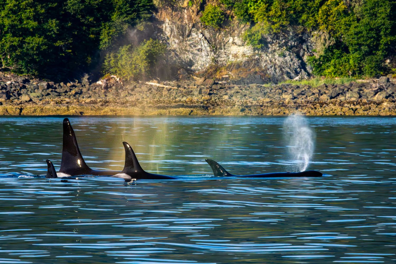 Three orca whale fins break the surface of blue water near a rocky coastline.