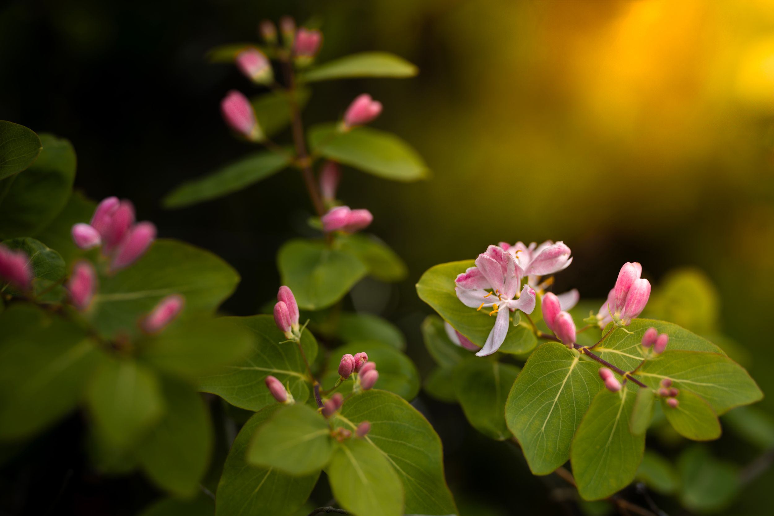 Delicate pink flowers bloom against green leaves with a soft golden bokeh background.