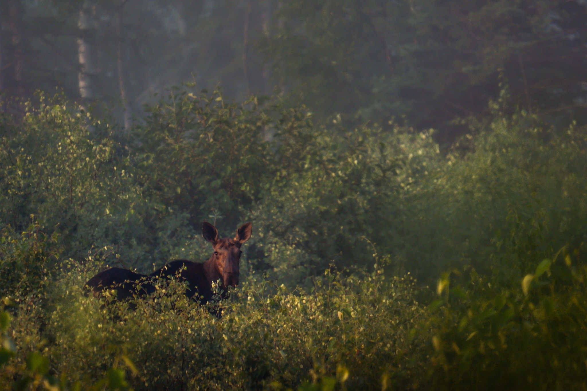 A bull moose grazes in a lush green field during early morning hours with misty mountains in the background.