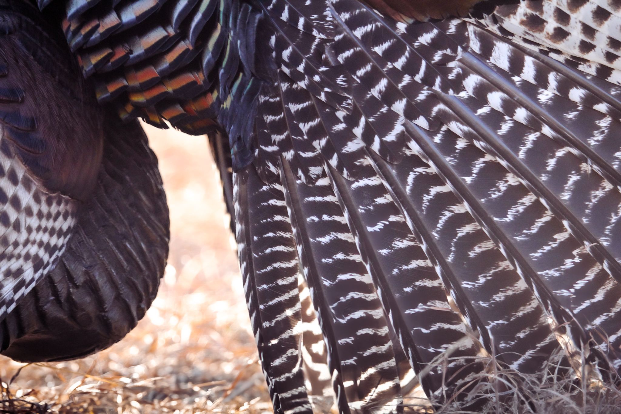 Close-up detail of turkey feathers showing intricate pattern and texture.