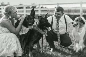 A couple in wedding attire kneels to pet their dogs in a field with white fencing.