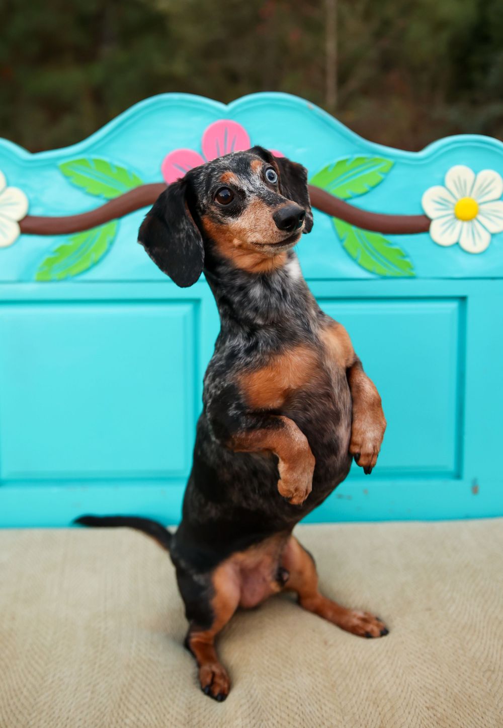 An adorable dachshund stands on its hind legs in front of a colorful turquoise floral bench.