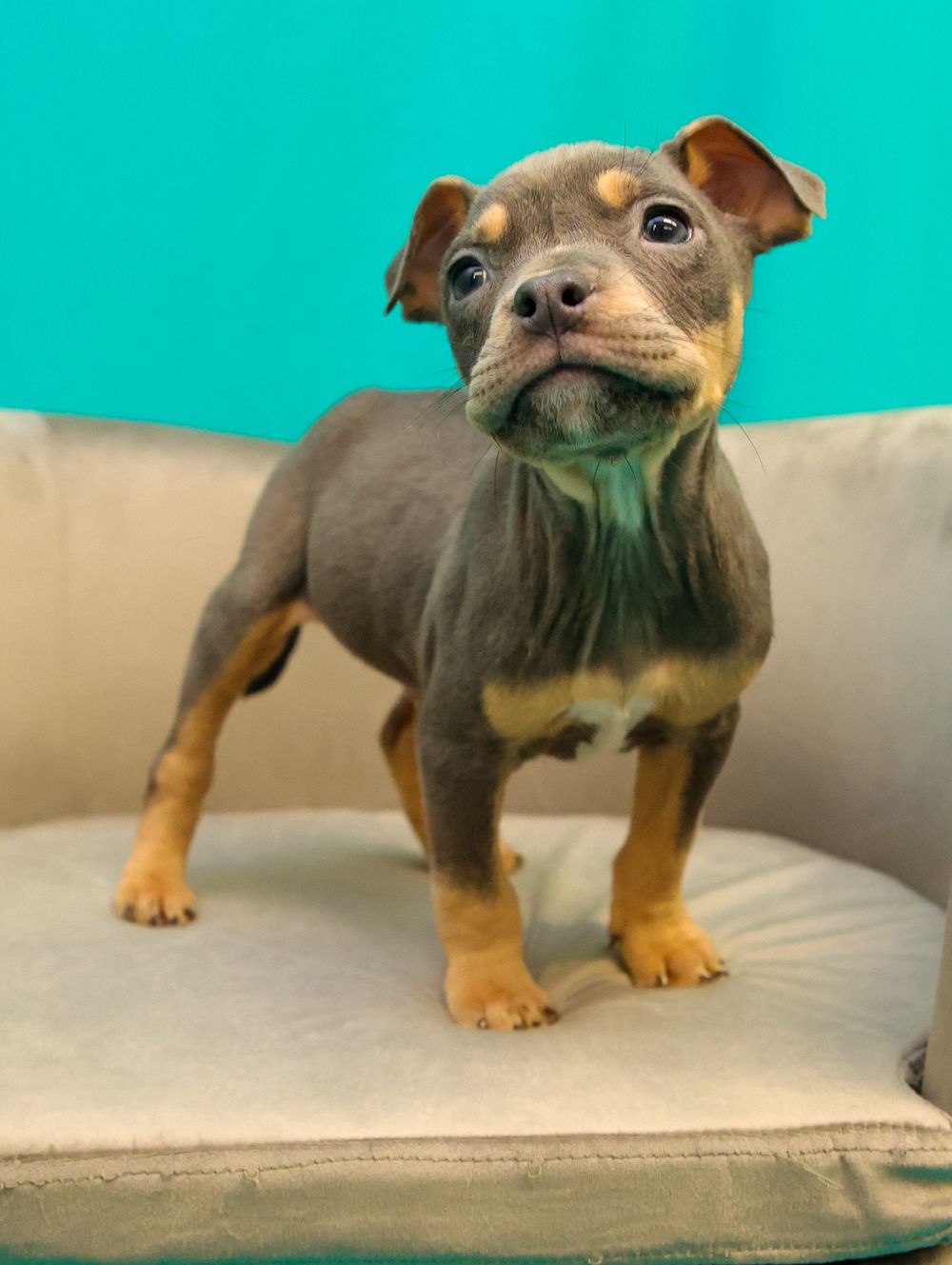 A small gray and tan puppy stands on a cushion against a bright turquoise background.