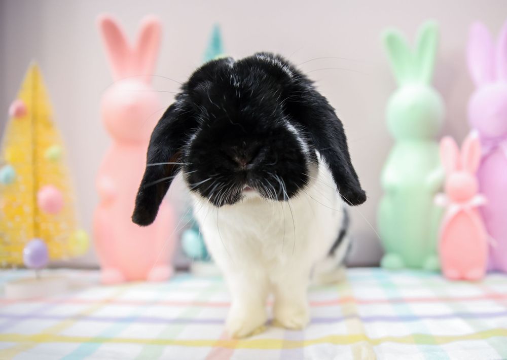 A black and white lop-eared rabbit sits in front of colorful Easter bunny decorations.