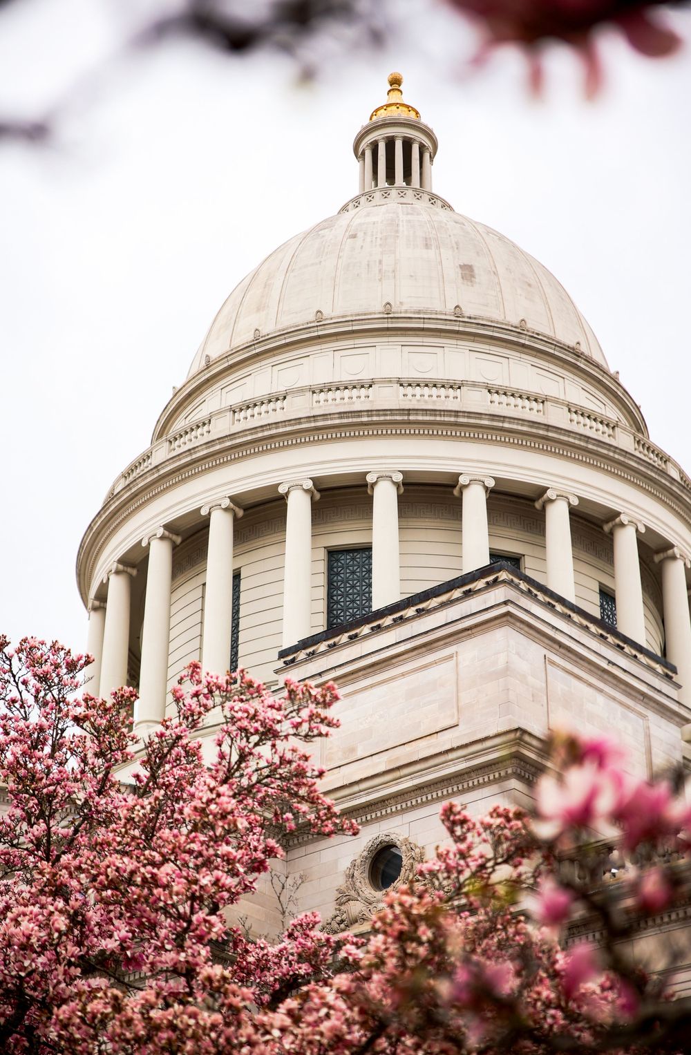 A neoclassical government building dome surrounded by blooming pink cherry blossom trees in spring.