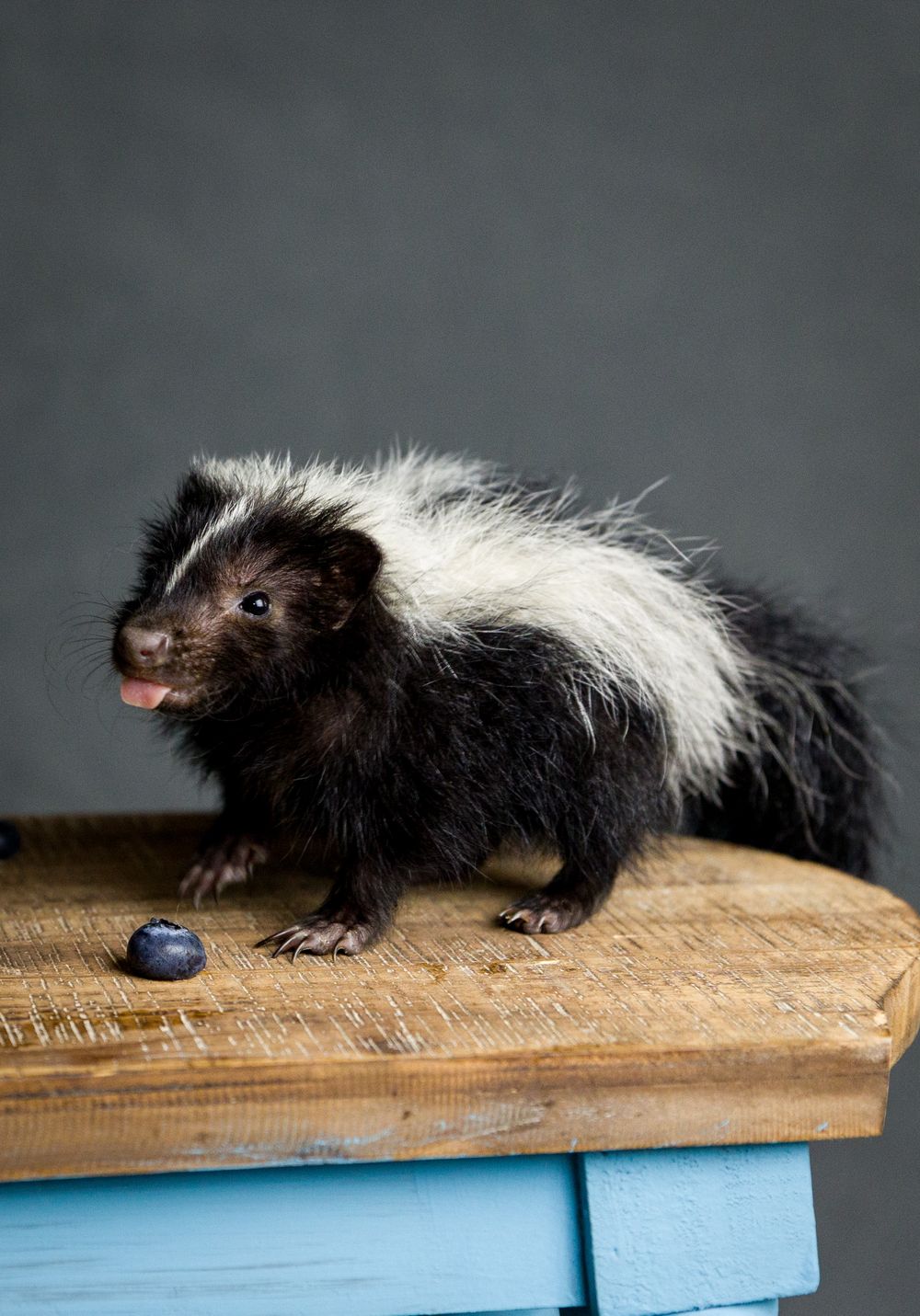 A baby skunk with black and white fur stands on a wooden table next to a blueberry.